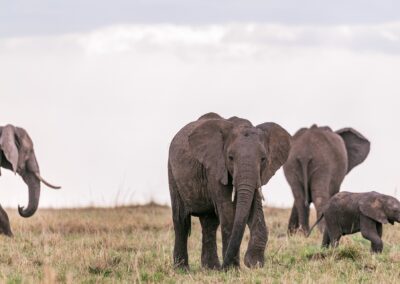 13-Day Tanzania -Zanzibar Tour