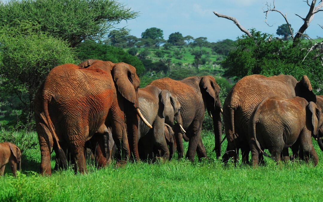 6-Day Tanzania Luxury Safari