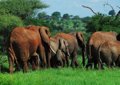 6-Day Tanzania Luxury Safari