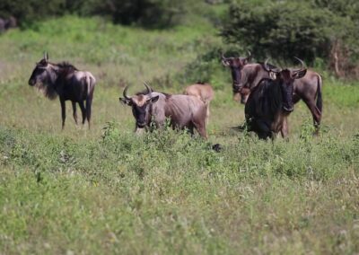7-Day Wildebeest Migration – Ndutu Event