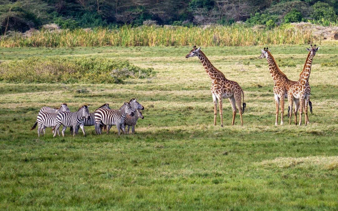 3-Day Arusha and Tarangire National Parks Walking Safari