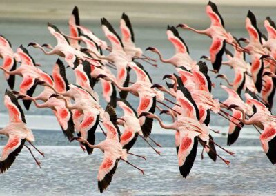 5-Day Tanzania Wildlife Photographic Safari