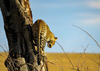8-Day Tanzania Budget Safari