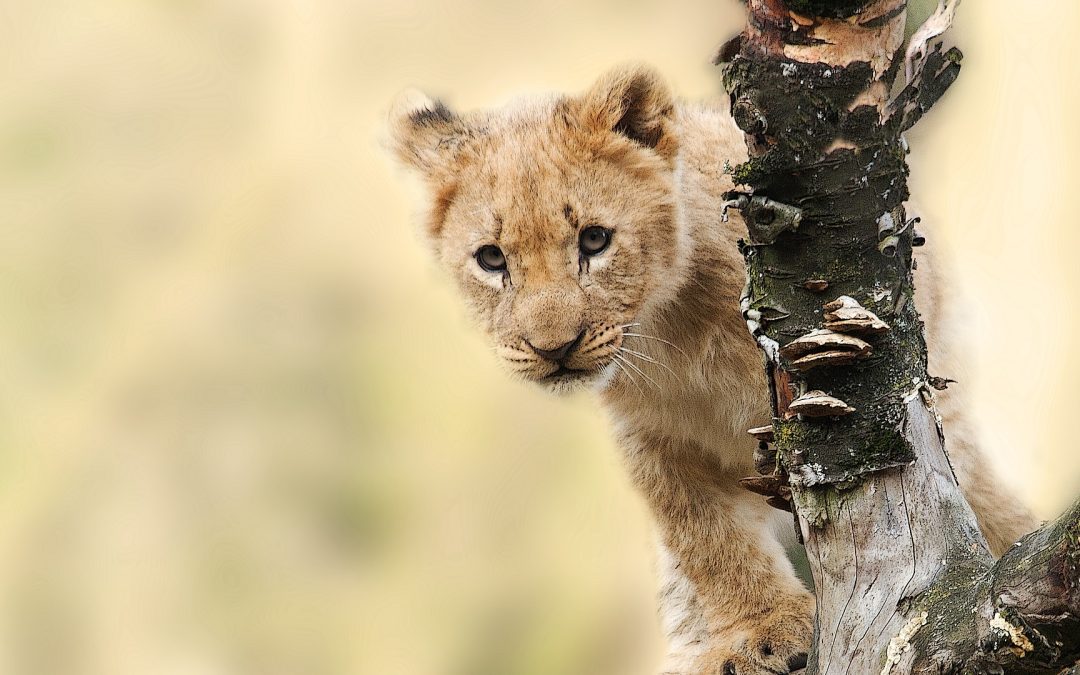 4-Day Tanzania Family Safari