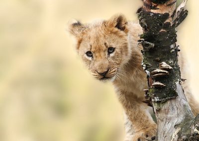 4-Day Tanzania Family Safari
