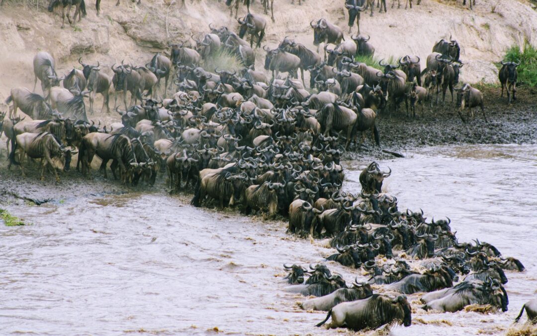 8-Day Wildebeest Migration Safari – The Mara River Crossing Experience