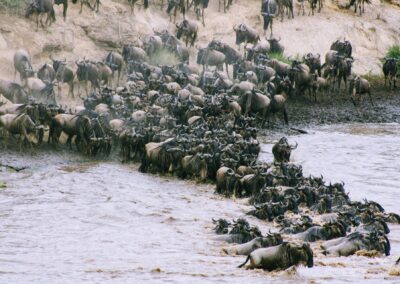 8-Day Wildebeest Migration Safari – The Mara River Crossing Experience