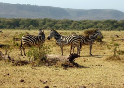 3-Day Lake Manyara and Serengeti Safari