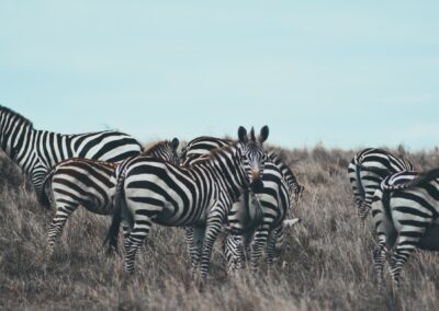5-Day Northern Tanzani Safari