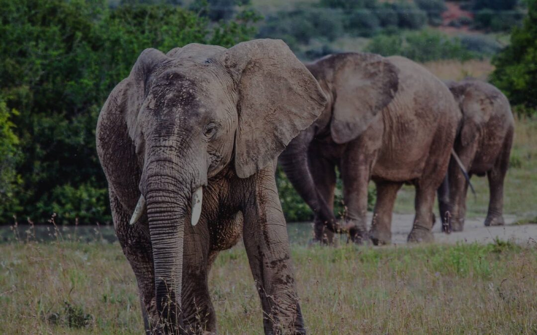 Unforgettable 8-Day Tanzania Safari Adventure