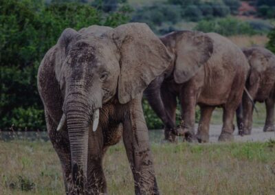 Unforgettable 8-Day Tanzania Safari Adventure