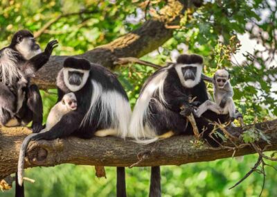 Arusha National Park Day Trip