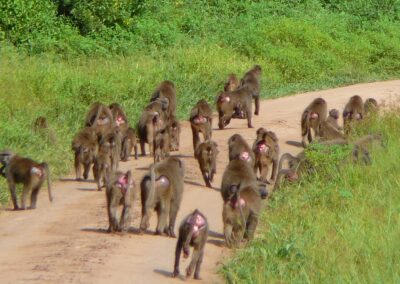 Lake Manyara National Park Day Trip