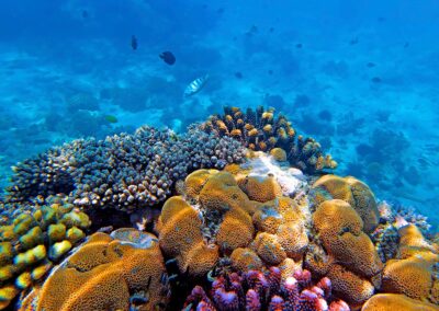 5-Day Diving and Marine Exploration