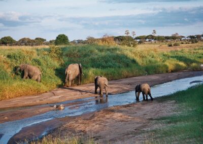 Tarangire National Park Day Trip