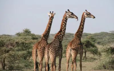 Tanzania General Travel FAQs